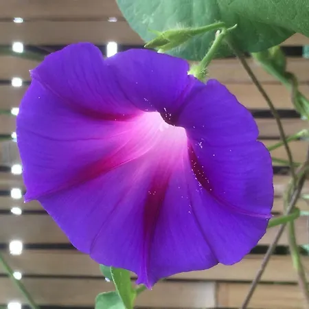 Gaestezimmer Mit Terrasse * Zehdenick